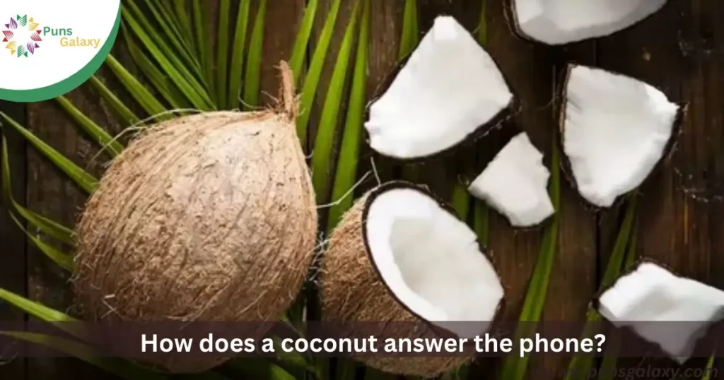 How does a coconut answer the phone? "Shell-o!"