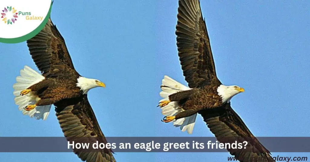 How does an eagle greet its friends? With a high-flying "hello"!