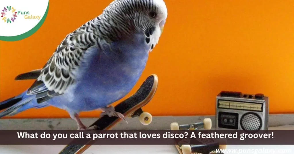 What do you call a parrot that loves disco? A feathered groover!