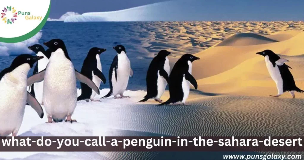 What do you call a penguin in the Sahara Desert