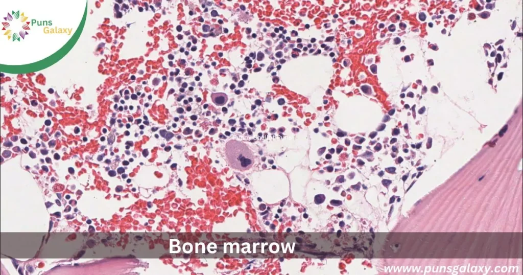 Bone marrow