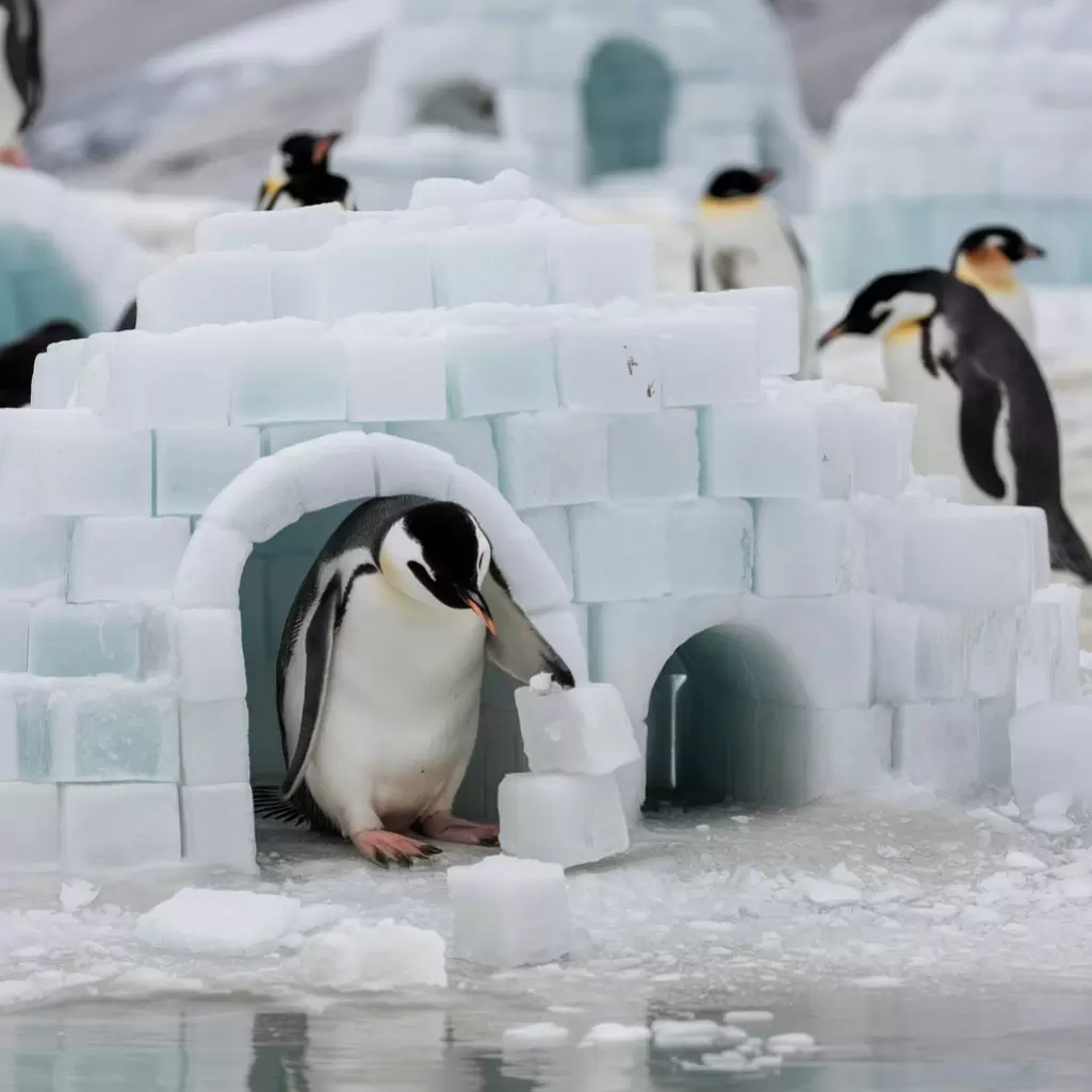 a penguin build its house