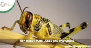 Insect Puns: Jokes