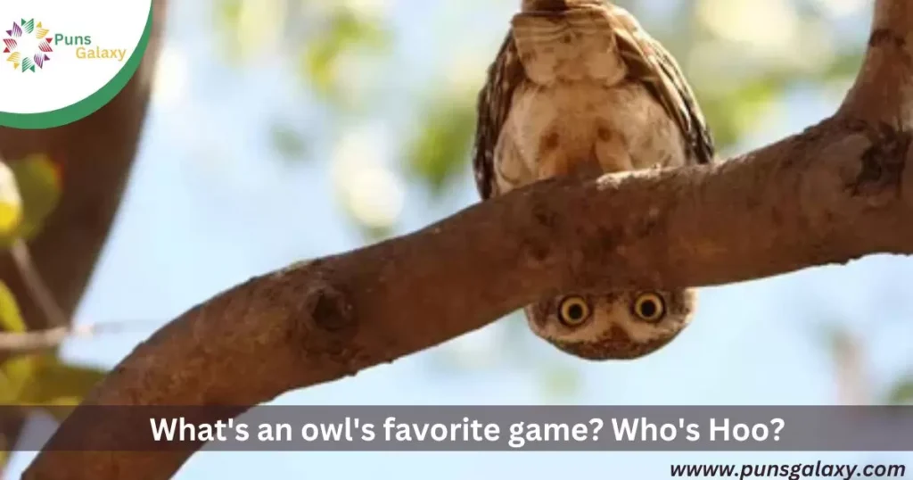 What's an owl's favorite game? Who's Hoo?