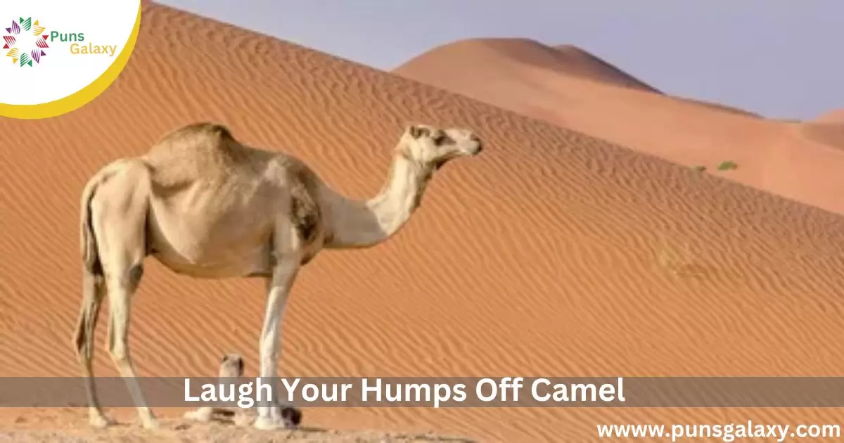 Laugh Your Humps Off Camel