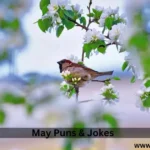 Puns And Jokes For The Month Of !May