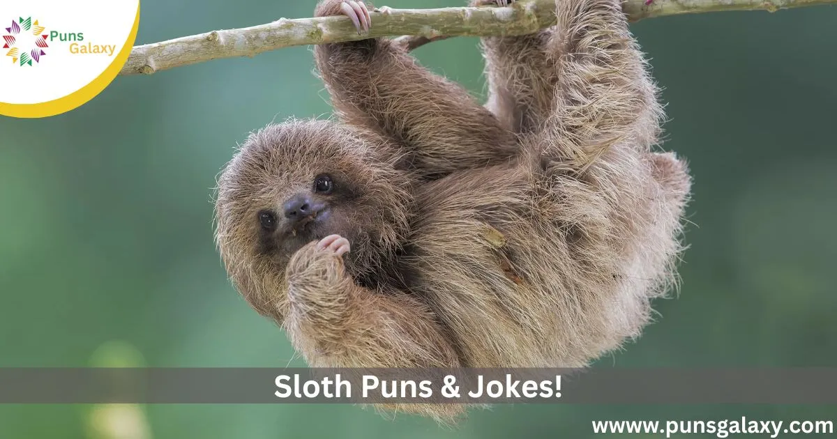Sloth Puns & Jokes!