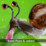 Snail Puns & Jokes!