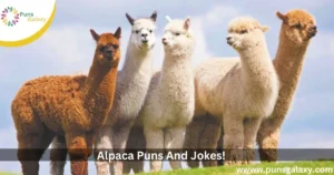 Alpaca Puns And Jokes!